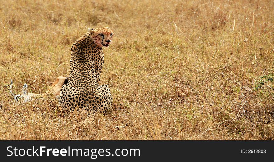Cheeta Having Dinner