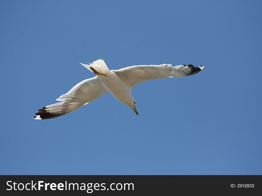 A seagull behind a blue sky