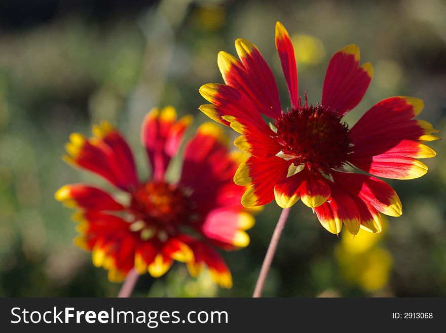 Two red and yellow flowers in garden, blurry background, horizontal. Two red and yellow flowers in garden, blurry background, horizontal