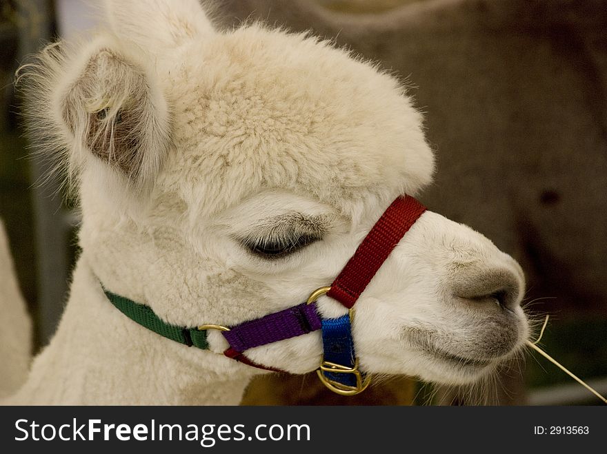 Cream coloured young alpaca wearing bridle