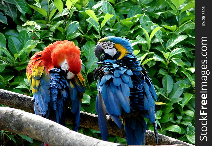 Couple parrots