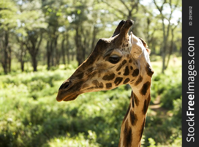Taken in kenya as a giraffe came over for something to eat. Taken in kenya as a giraffe came over for something to eat.