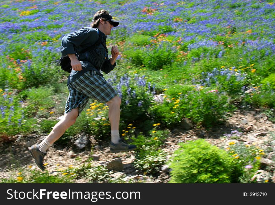 A runner makes his way across a trail and hillside of wildflowers photographed using motion panning. A runner makes his way across a trail and hillside of wildflowers photographed using motion panning