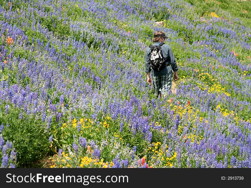 A hiker makes his way across a trail and hillside of beautiful wildflowers. A hiker makes his way across a trail and hillside of beautiful wildflowers