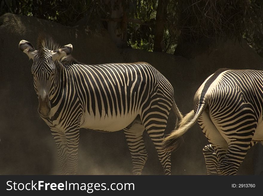 Zebra in their natural environment