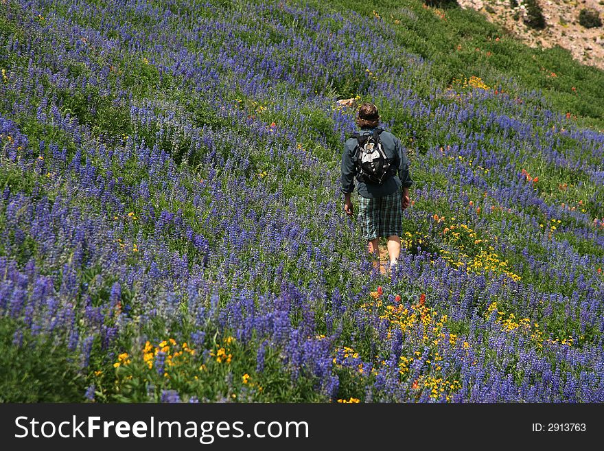 A hiker makes his way across a trail and hillside of wildflowers. A hiker makes his way across a trail and hillside of wildflowers