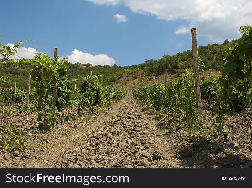 Vineyard on cloudy sky background