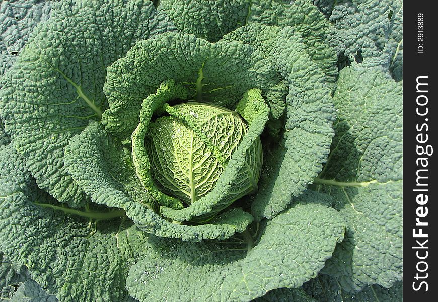 Cabbage emerging in a vegetable garden in summer. Cabbage emerging in a vegetable garden in summer.