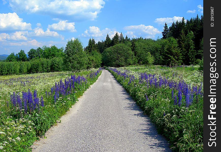 Small mountain road with forest and blue flowers. Small mountain road with forest and blue flowers