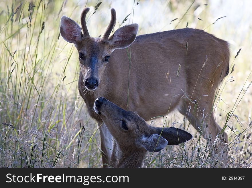 Deer In Long Grass