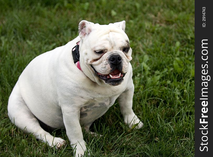 English Bulldog