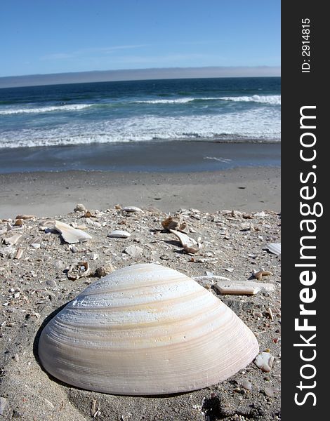 A seashell on the sand