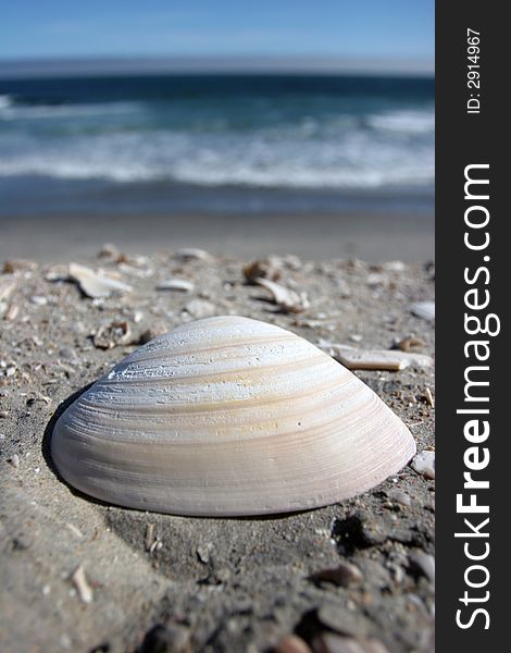 A seashell on the sand