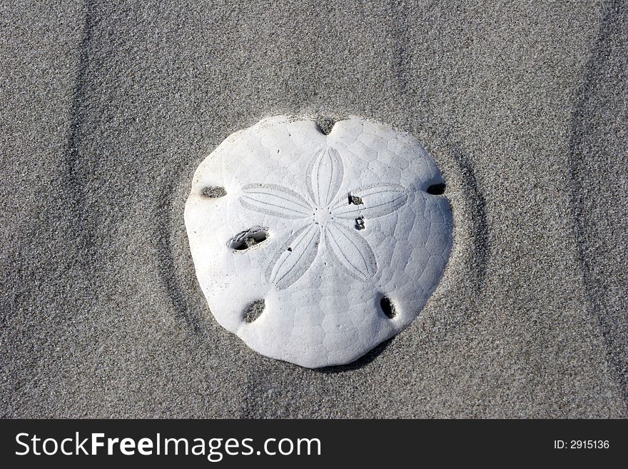 A seashell on the sand