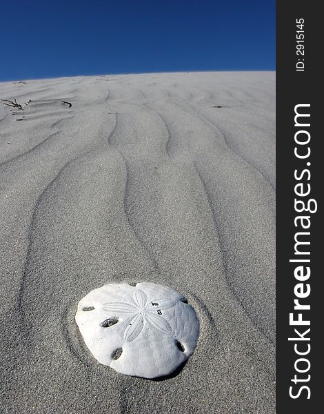 A seashell on the sand