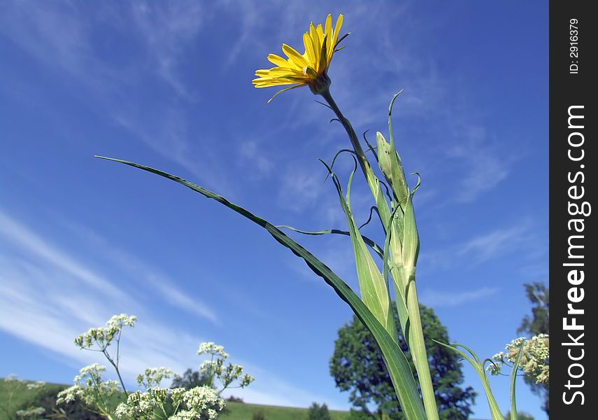 Bright yellow dandelion on the background of the blue sky