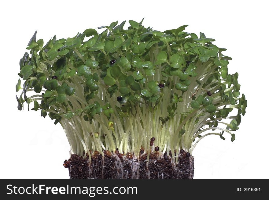 Close-up of fresh Salad Cress on a white background. Close-up of fresh Salad Cress on a white background.