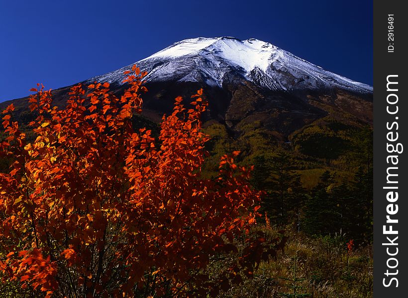 Beautiful fall leaves and snow-capped Mt. Fuji. Beautiful fall leaves and snow-capped Mt. Fuji