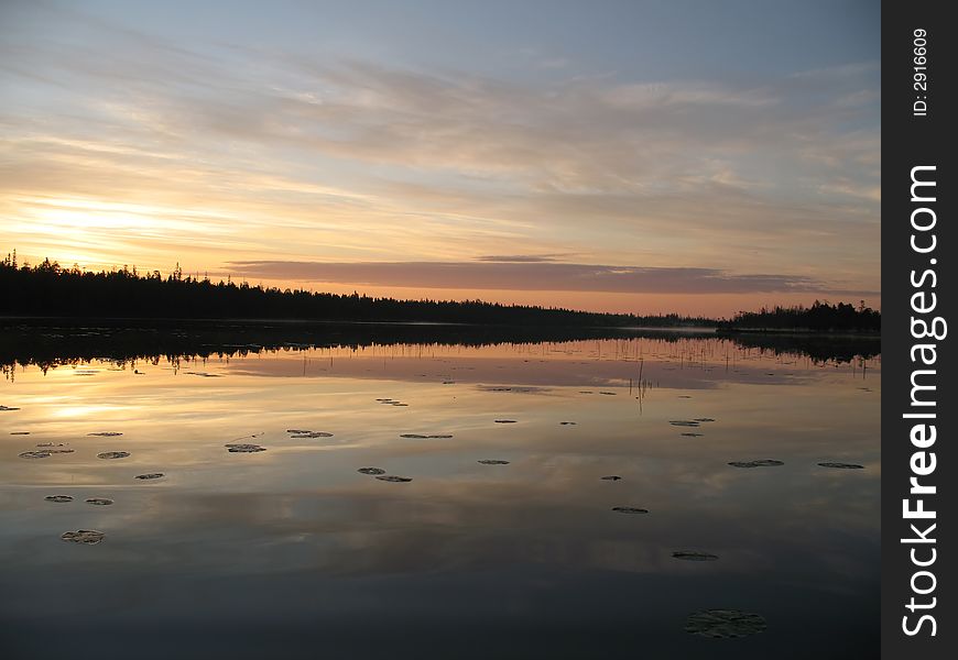 Water lily at a dawn