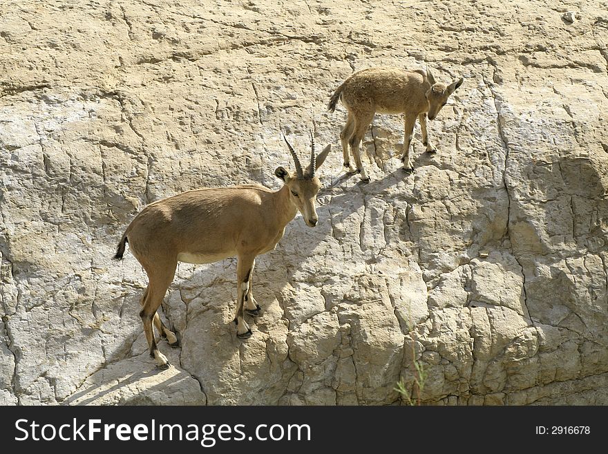 Ibex In The Dead Sea Area