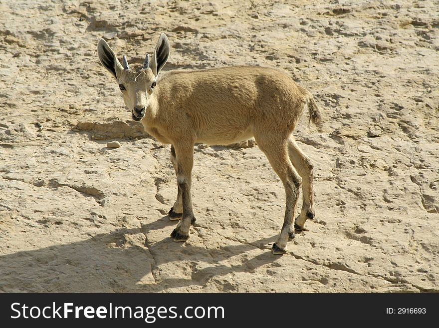 Ibex in the dead sea area desert