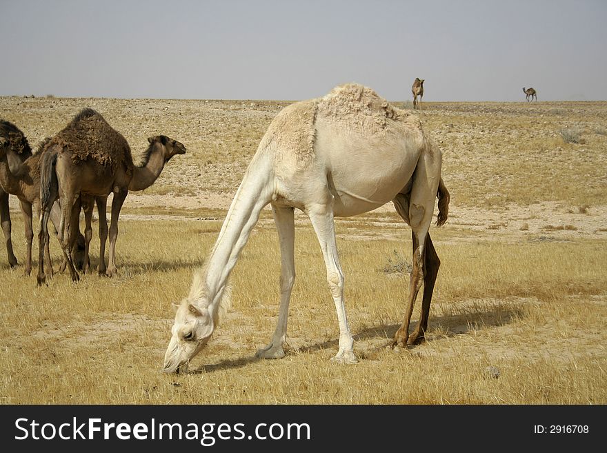 Camel In Sede Boker Desert