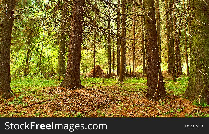 Morning In A Coniferous Wood.