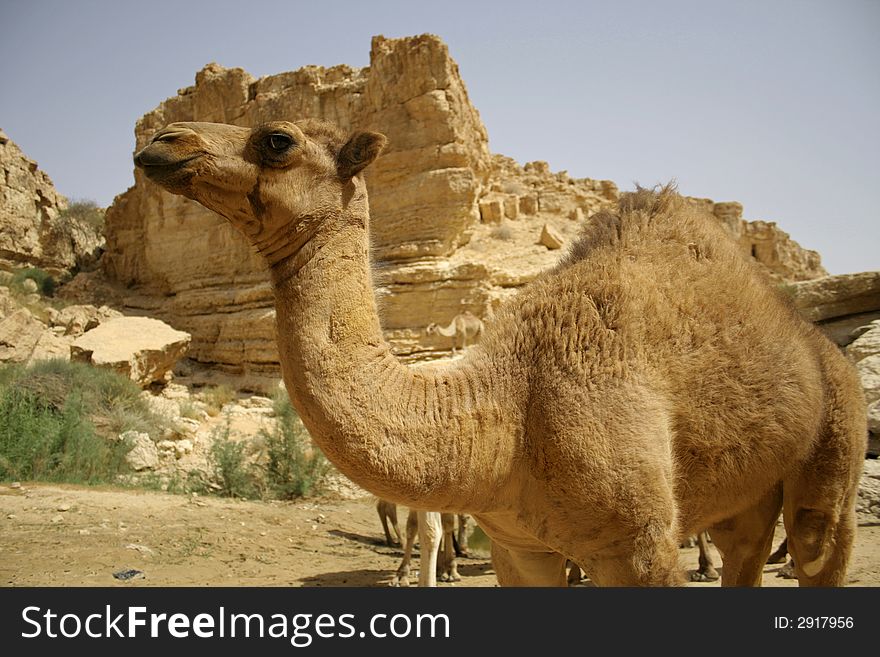 Camel in sede boker desert, israel