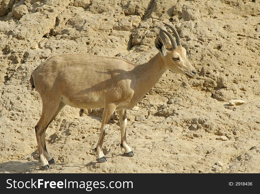 Ibex in the dead sea area