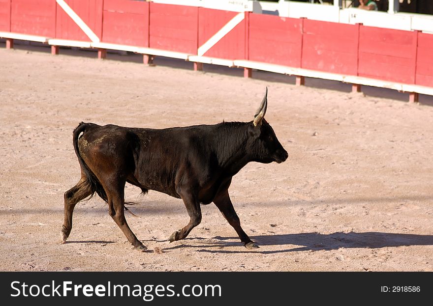 Furious bull in the bullfight arena in Arles, France. Furious bull in the bullfight arena in Arles, France