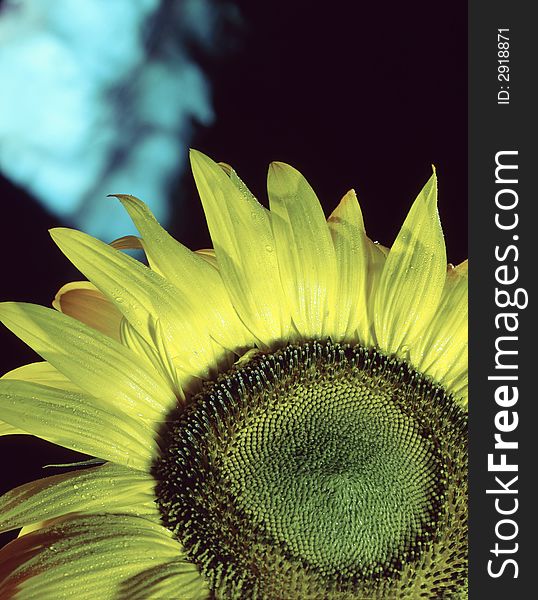 Yellow sunflower on a dark background