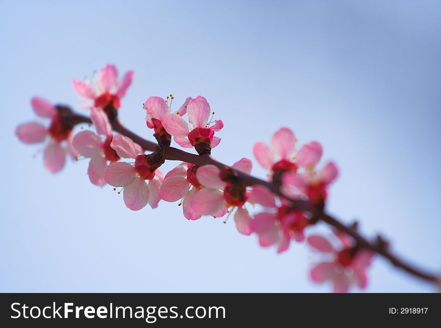 Cherry blossoms