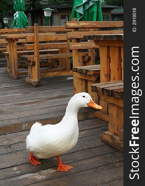 Beautiful duck in the restaurant on a wooden floor. Beautiful duck in the restaurant on a wooden floor.