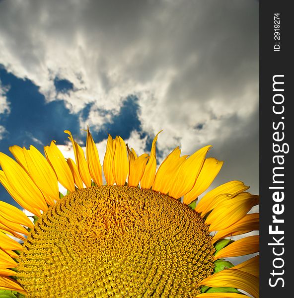 Sunflower on a background of the sky in the summer