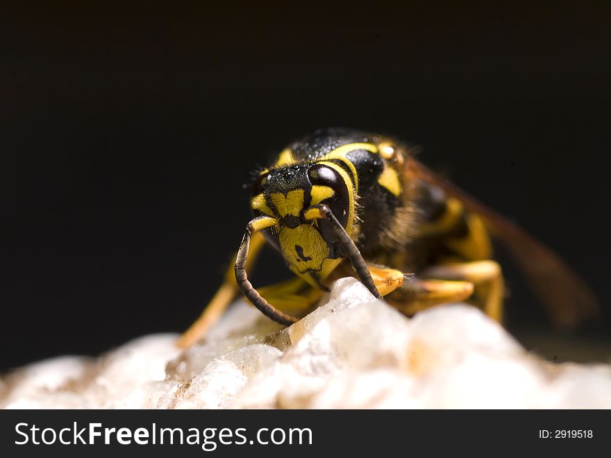 A macro shot of a yellow jacket against a black background. A macro shot of a yellow jacket against a black background