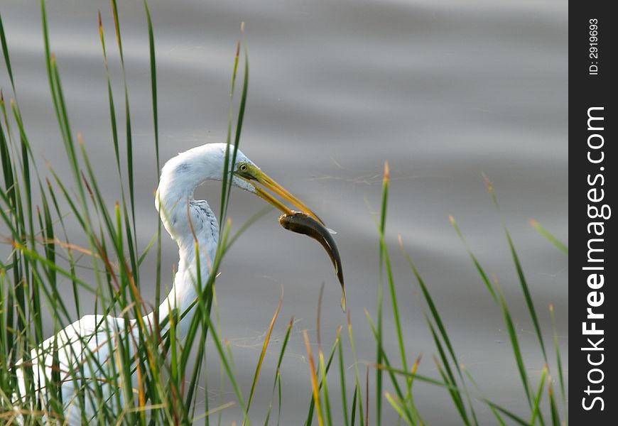 Bird spears fish with beak while fishing in tropical marsh water