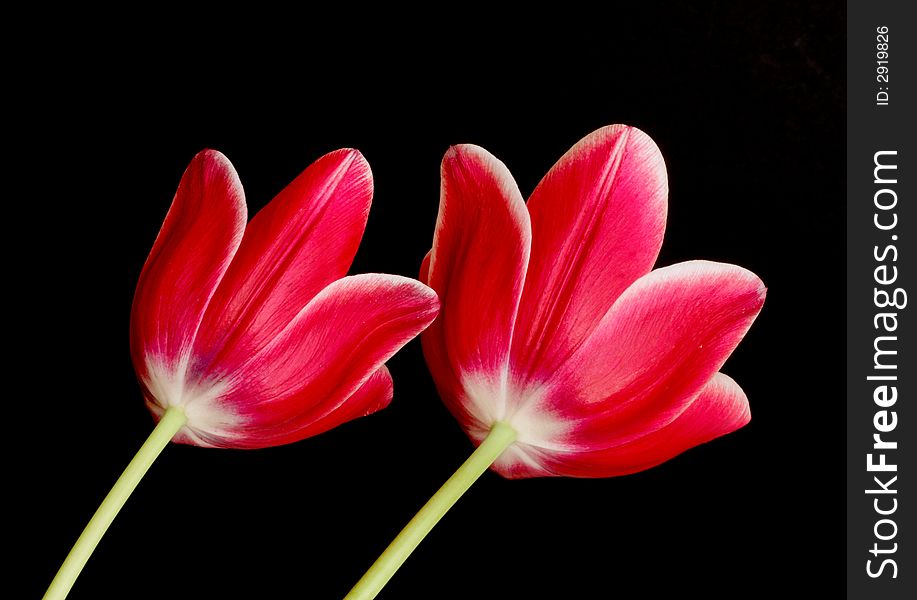 Two red tulips isolated on black background