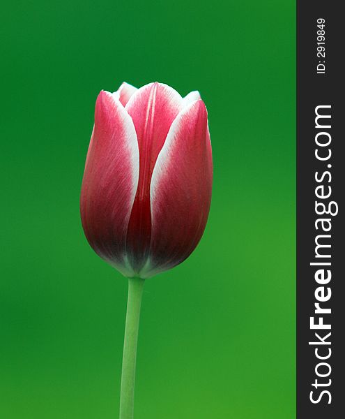 Beautiful red tulip against the green background