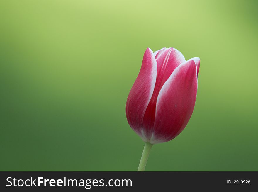 Beautiful red tulip against the green background