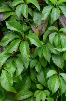 Wet Leaves Royalty Free Stock Photo Wet Leaves Royalty Free Stock Photo