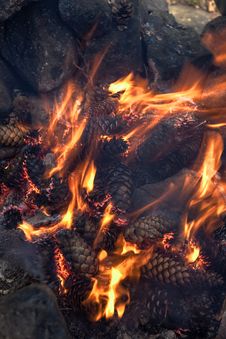 Fire Of Spruce And Pine Cones Stock Photo
