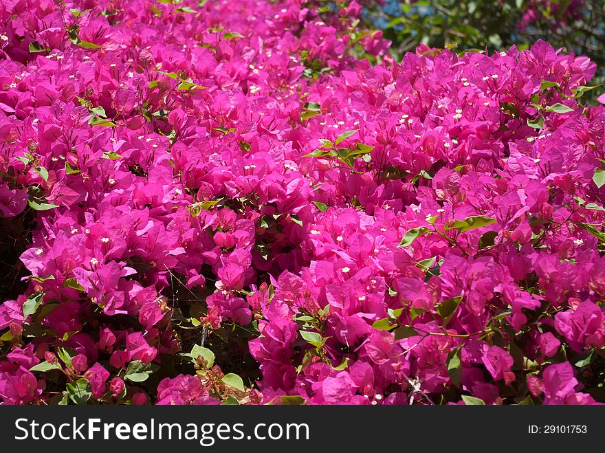 Bougainvillea Flowers