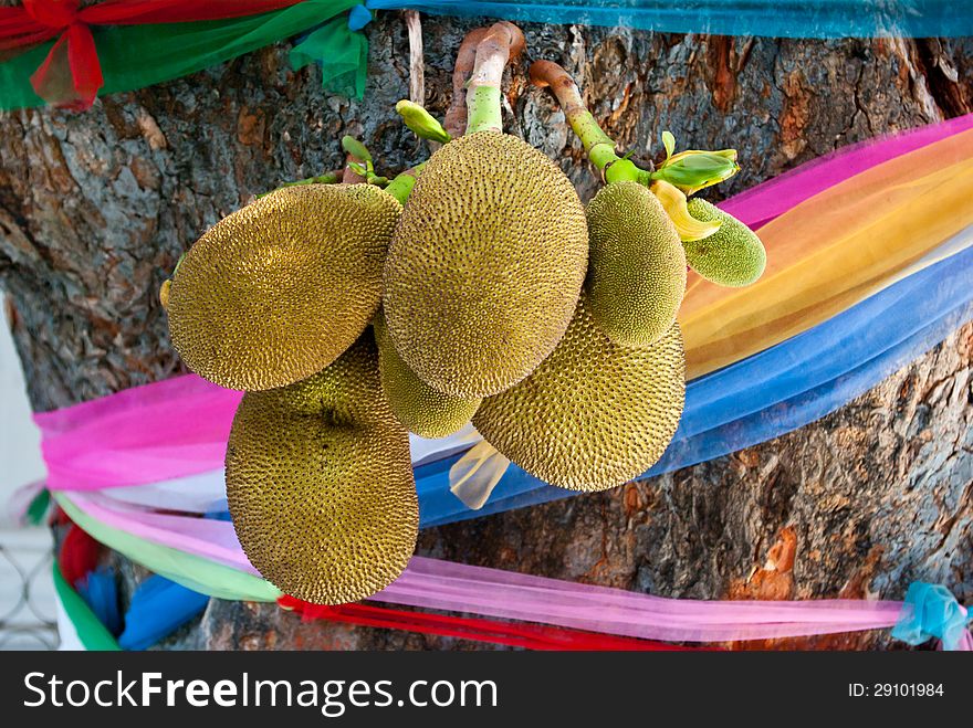 Juicy jackfruit hanging on tree at a temple in Doi Suthep, Thailand.