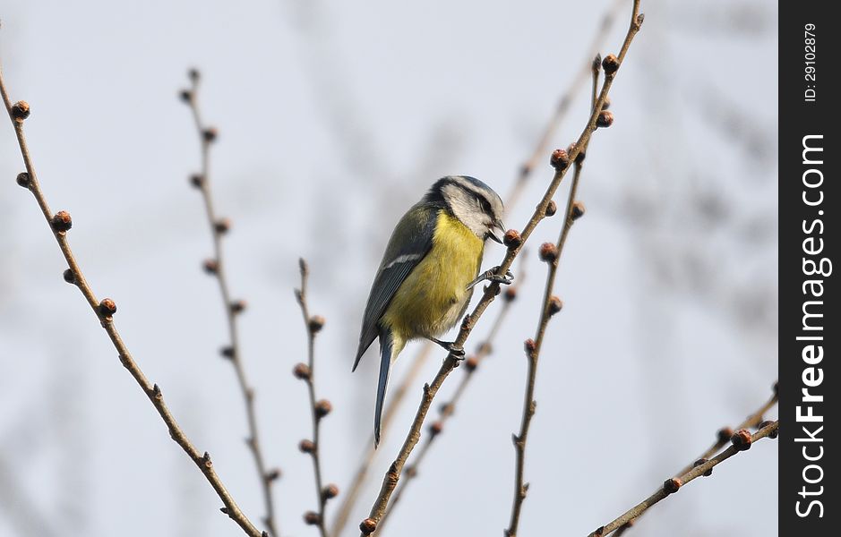 A cute yellow bird, a blue tit with open beak on a spring branch with sprouts against white background. A cute yellow bird, a blue tit with open beak on a spring branch with sprouts against white background