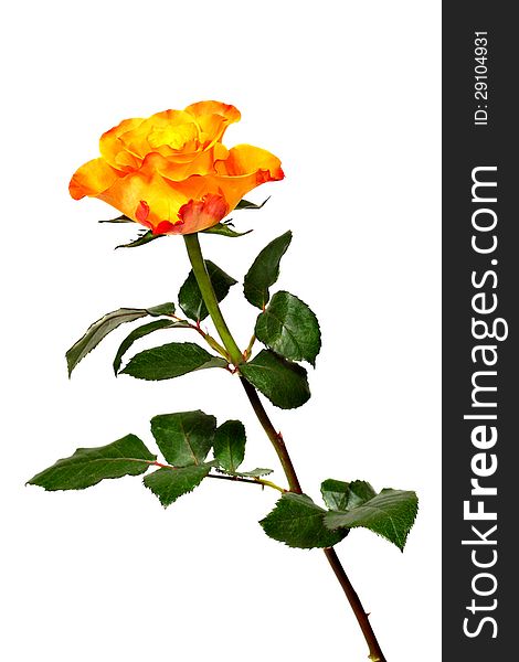 Rose of flaming bright color isolated on white background. Rose of flaming bright color isolated on white background