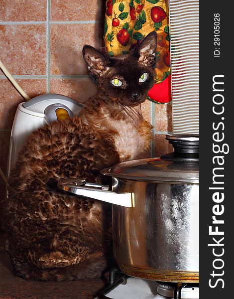 Exotic brown cat is sitting on the kitchen table between teapot and saucepan. Exotic brown cat is sitting on the kitchen table between teapot and saucepan