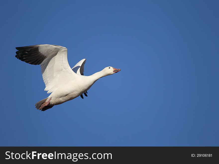 A snow goose in flight with a blue sky background at Basque del Apache New Mexico