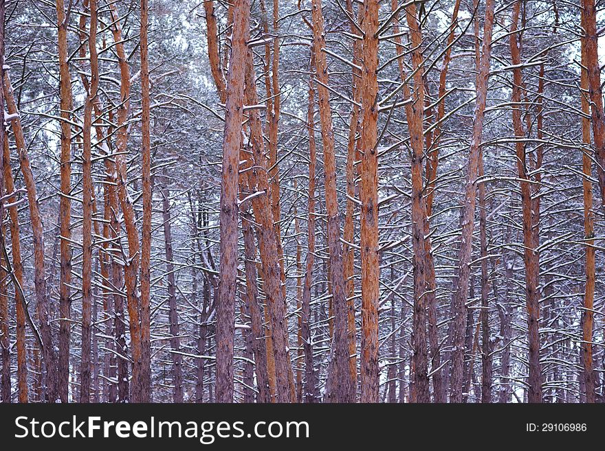 Beautiful pine winter forest. Trees in snow