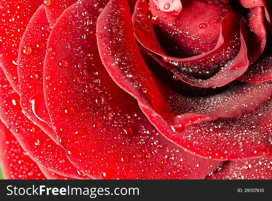 Water drops on the rose