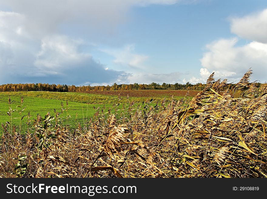 Country landscape with green meadow and tall grass. Country landscape with green meadow and tall grass.